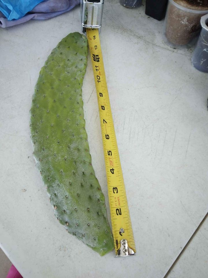 Caribbean Cactus Paddle