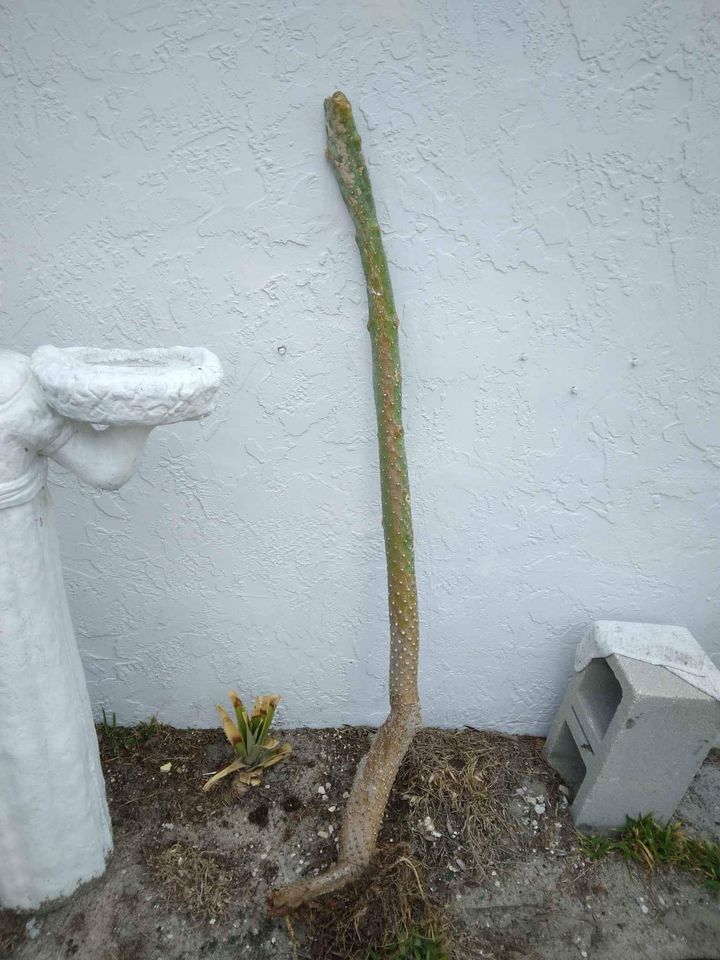 Caribbean Tree Cactus