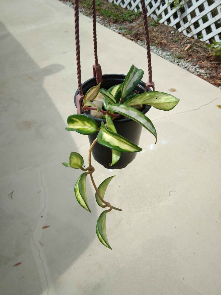 Krimson Princess Hoya Plant