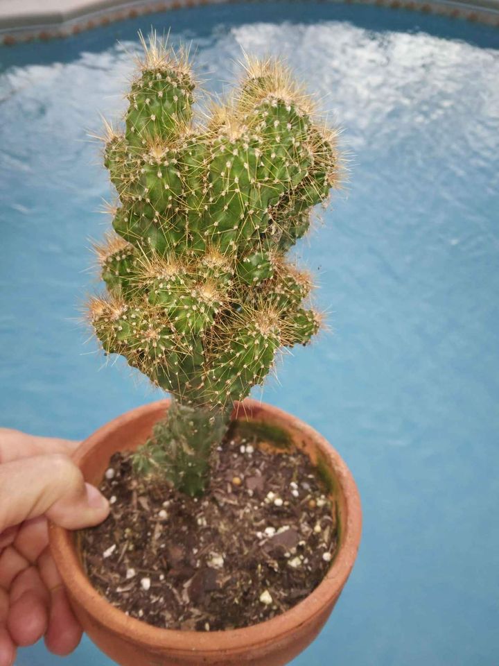 Monstrose Cactus Cutting