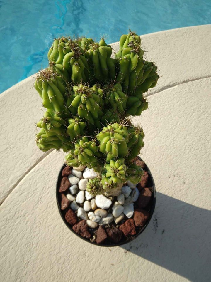 Monstrose Crested Cactus Rooted in Pot