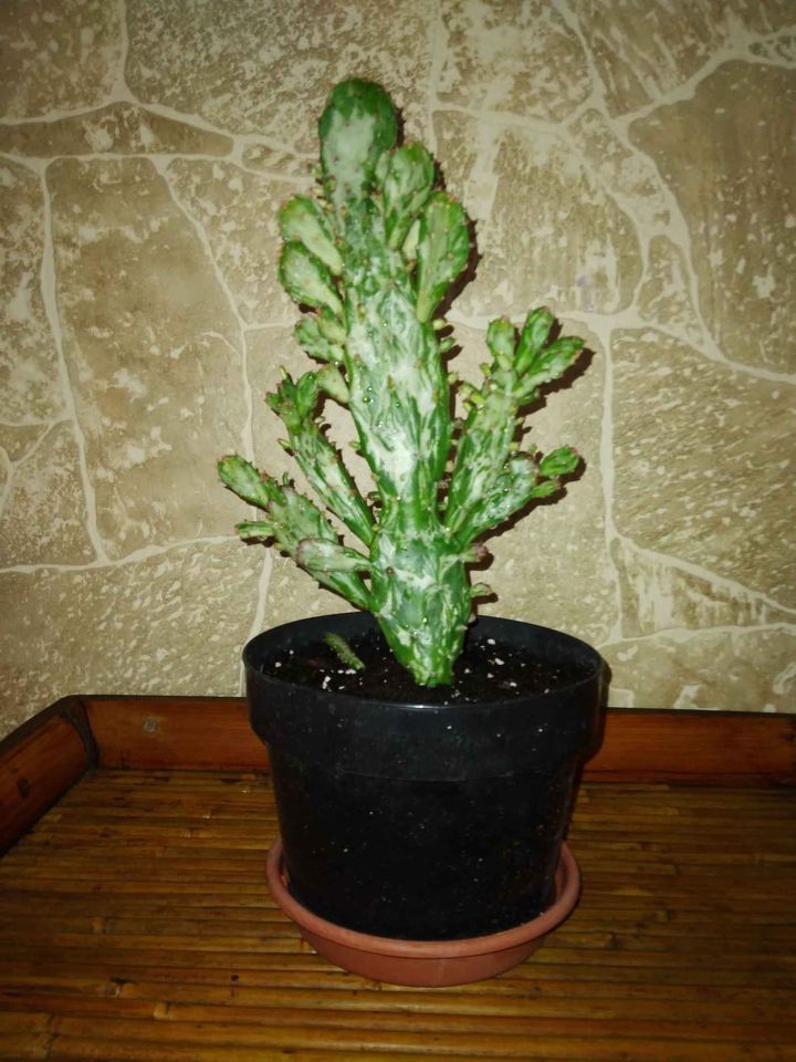 Variegated Optunia Cactus Plant