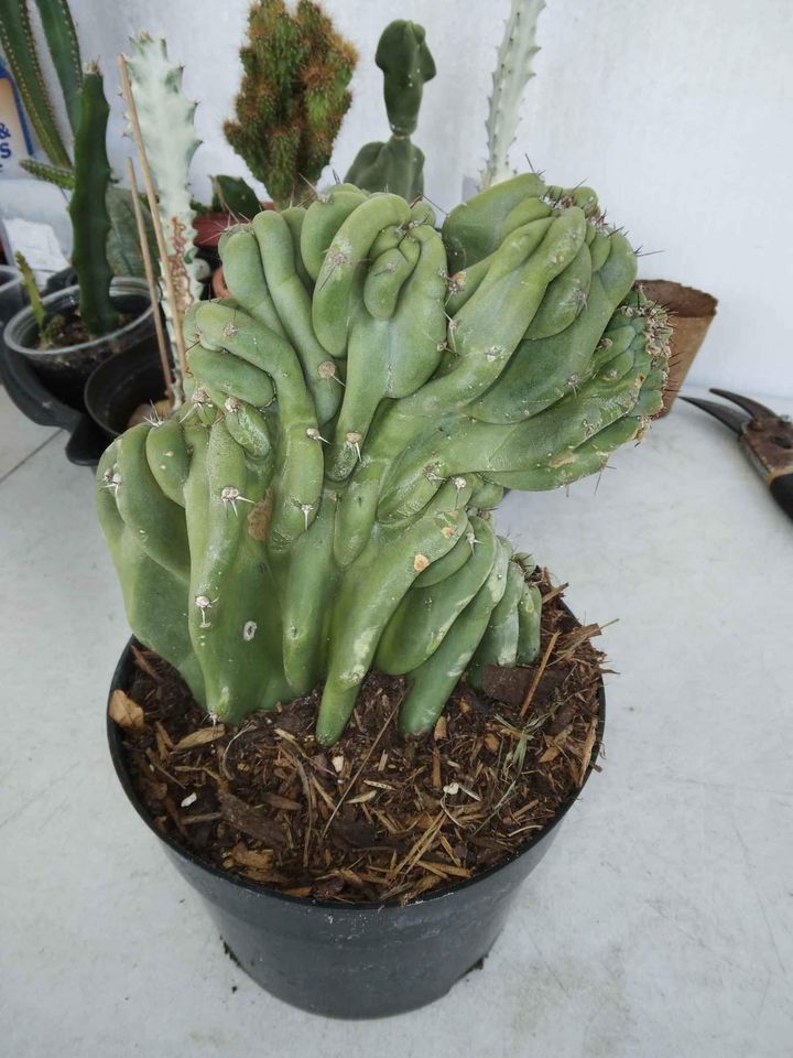 Monstrose Apple Cactus in Pot