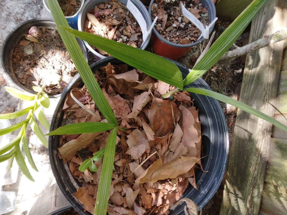 Queen Palm Seedlings Plants