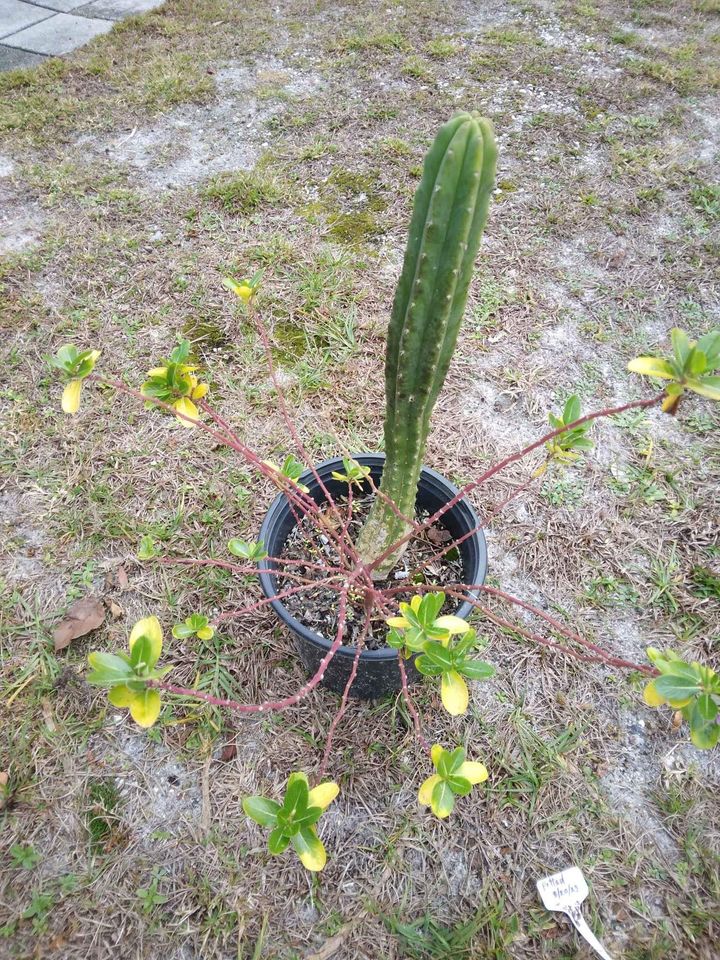 San Pedro Potted Cactus Plant