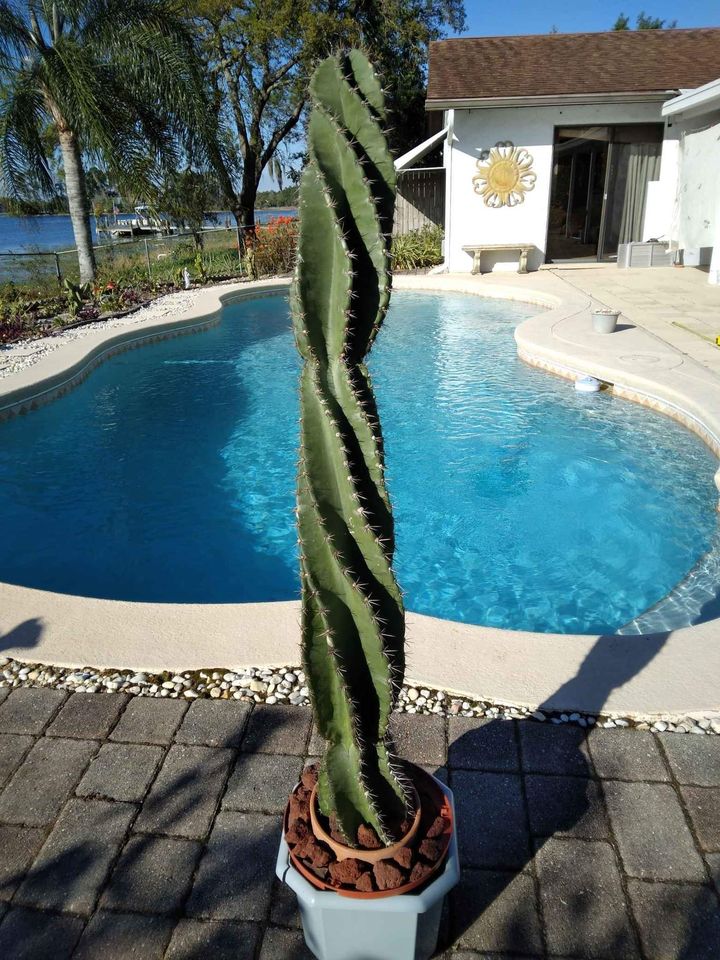 Twisty Spiral Peruvian Cactus