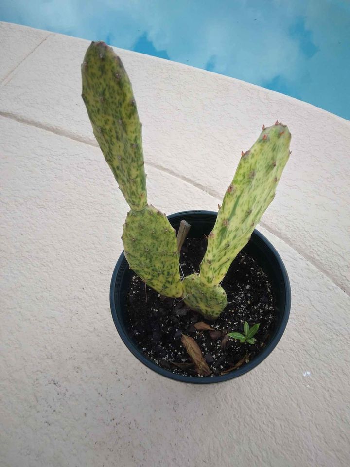 Variegated Optunia Cactus Plant