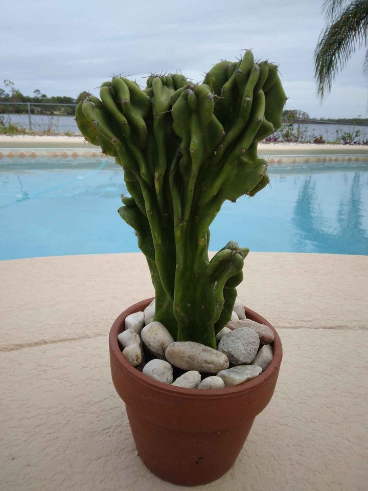 Monstrose Peruvian Apple Cactus