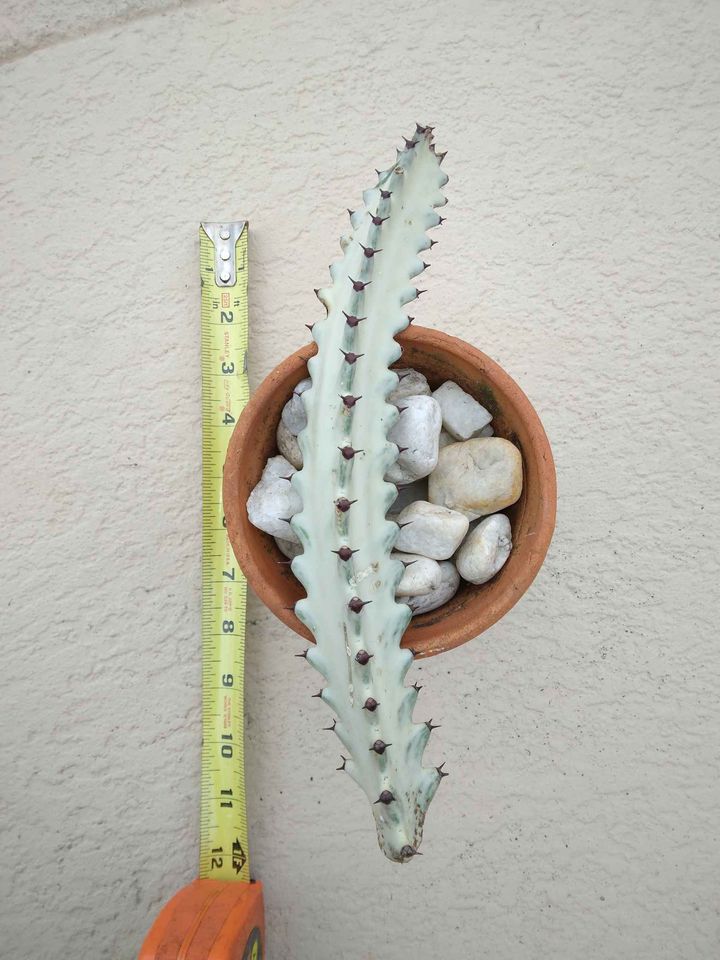 White Ghost Cactus Cutting