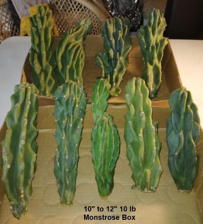Bulk Cactus