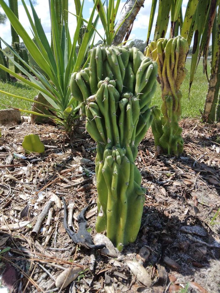 Peruvian Cactus Rooted