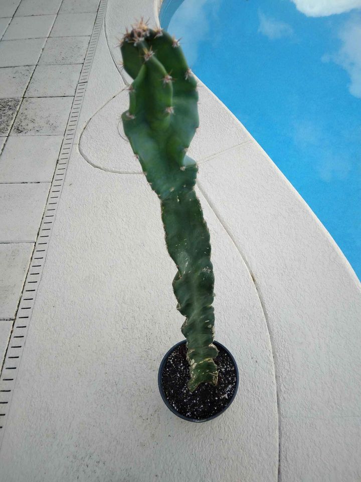 Mutated Cactus