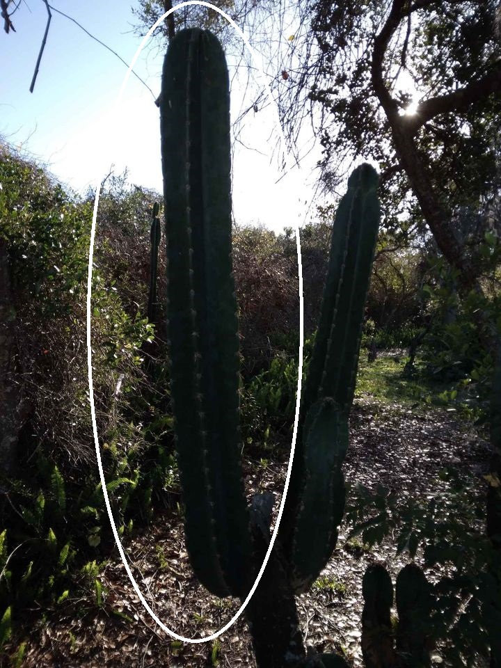 Tall Peruvian Apple Cactus