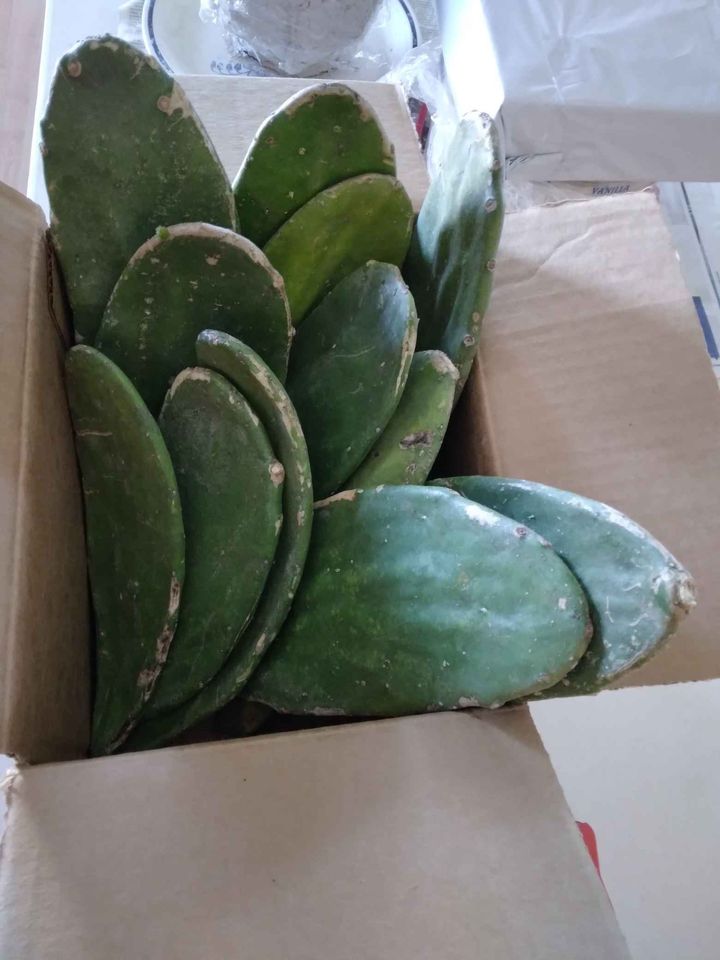Prickly Pear Cactus Pads