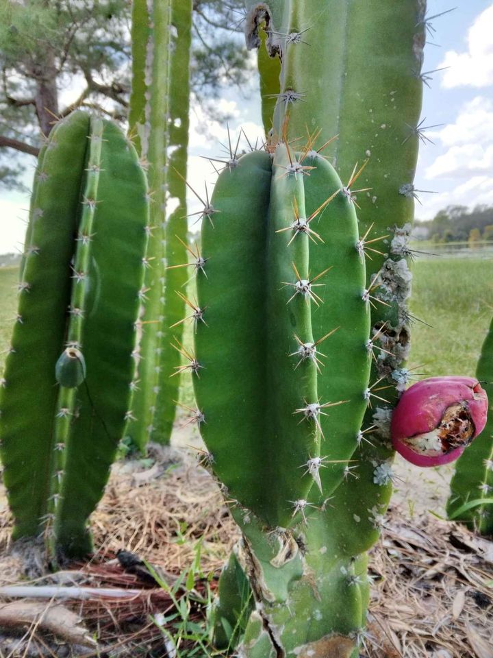 Peruvian Cactus Cutting