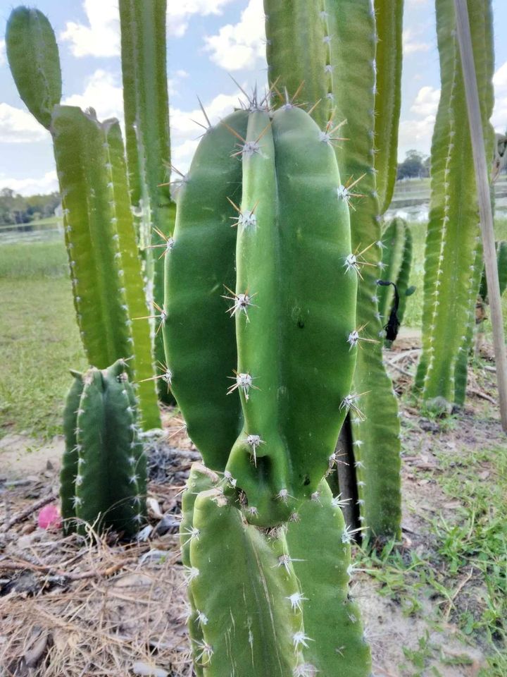 Peruvian Cactus Cutting