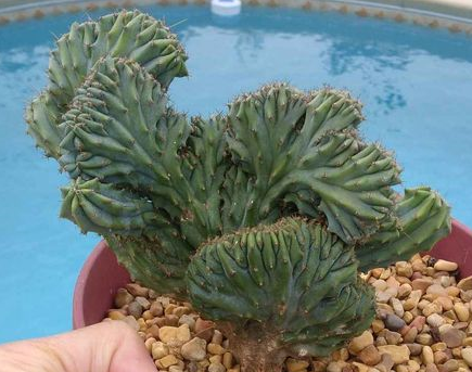 Myrtillocactus Geometrizans Cactus