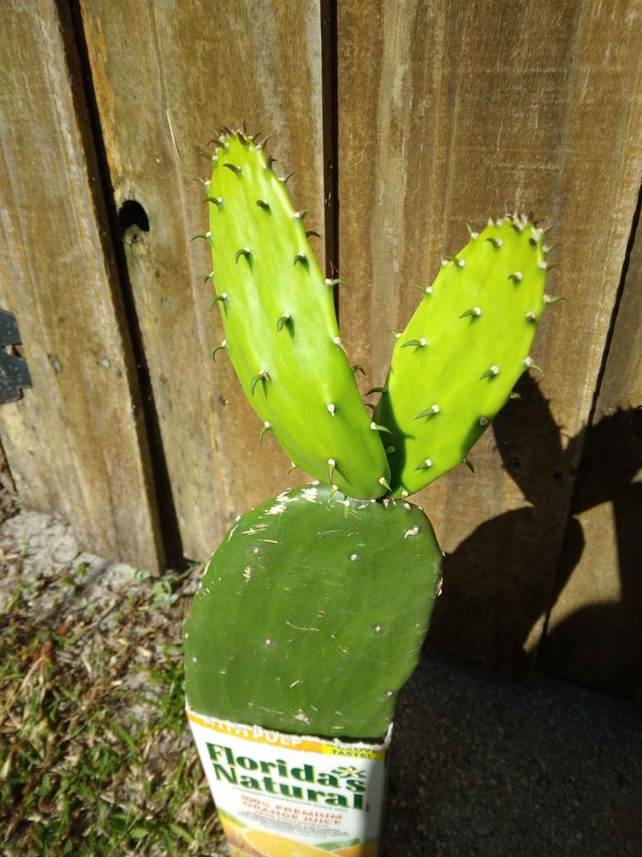 Prickly Pear Cactus Pad
