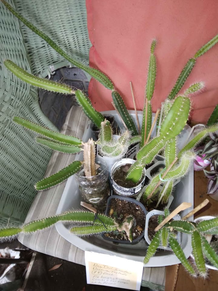 Flowering Climbing Cactus