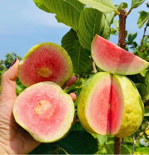 Guava Tree
