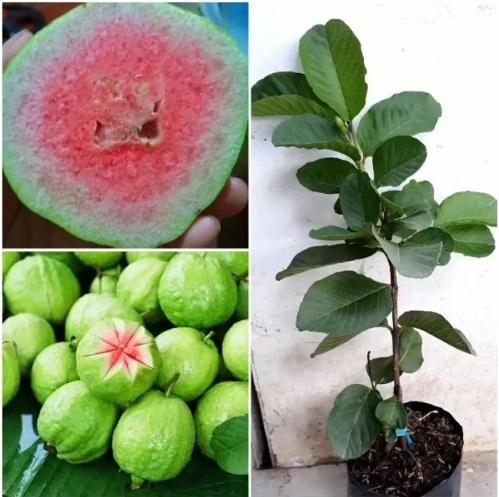 Pink Guava