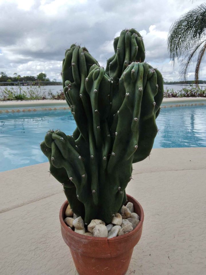 Monstrose Peruvian Apple Cactus