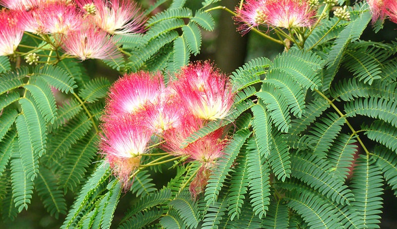 Pink Mimosa Seeds