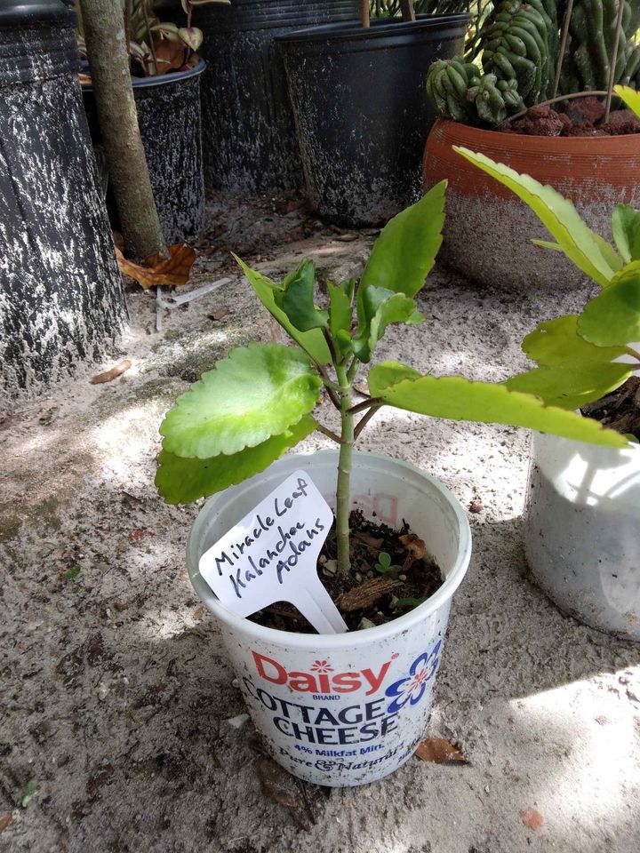 Miracle Leaf Plant