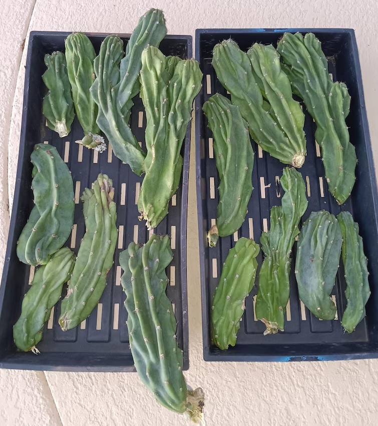 Monstrose Apple Cactus Cuttings