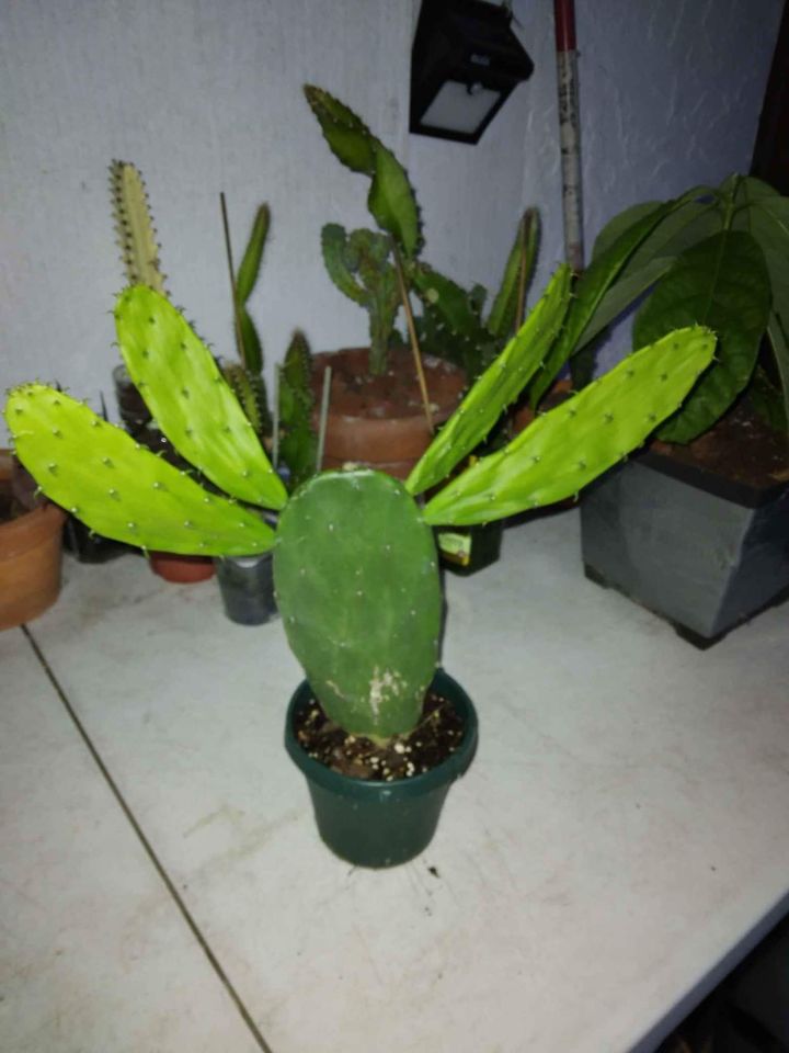 Non-Prickly Pear Cactus