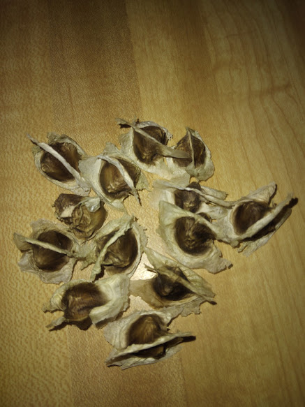 Peruvian Cactus Fruit