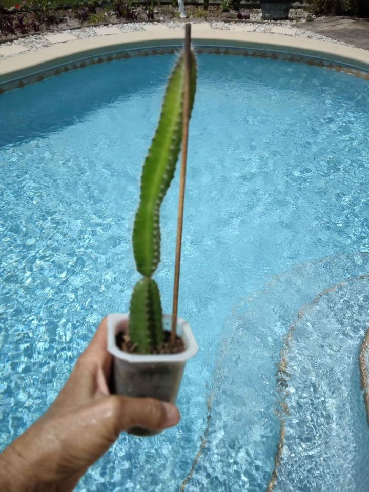 Fragrant Cactus