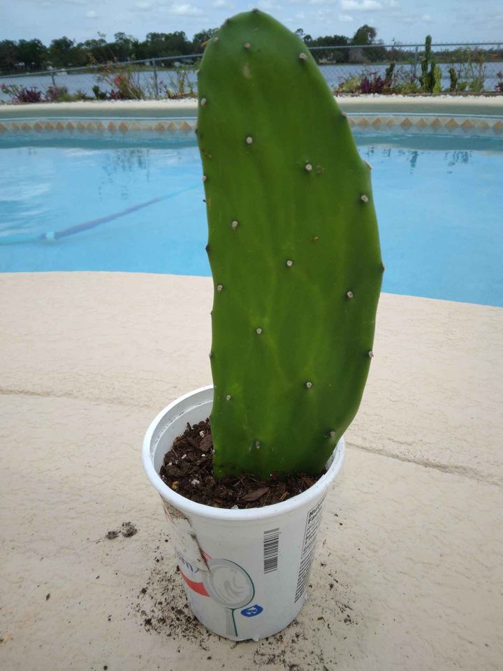Prickly Pear Cactus Plant