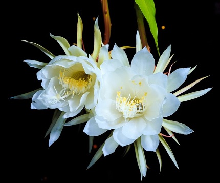 Queen of the Night