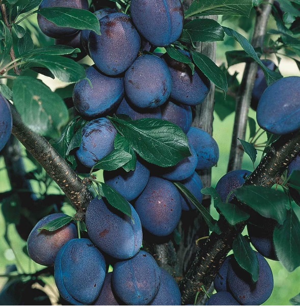 Blue Damson Plum Tree
