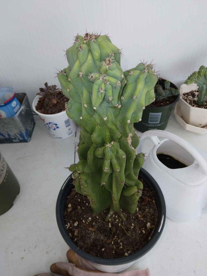 Crested Monstrose Peruvian Cactus