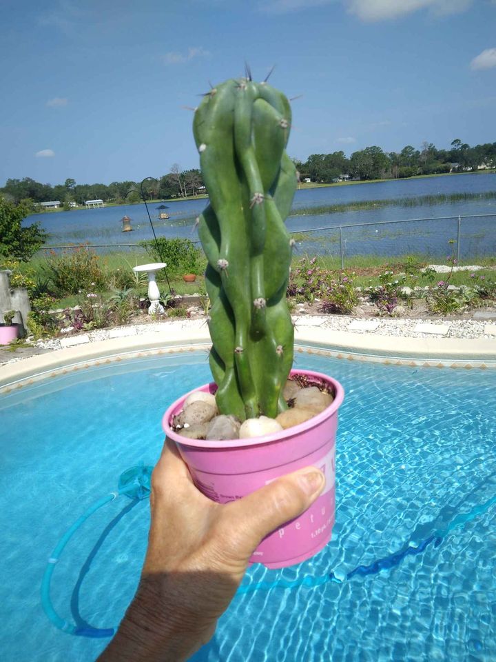 Monstrose Apple Cactus in Pot