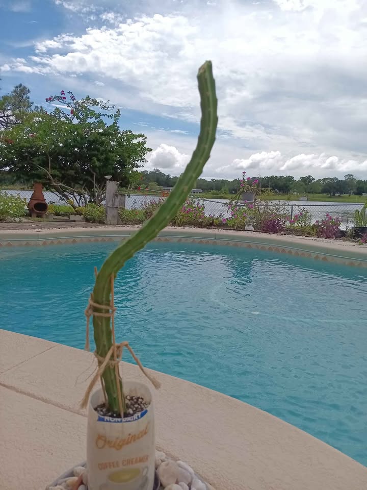 Flowering Climbing Cactus