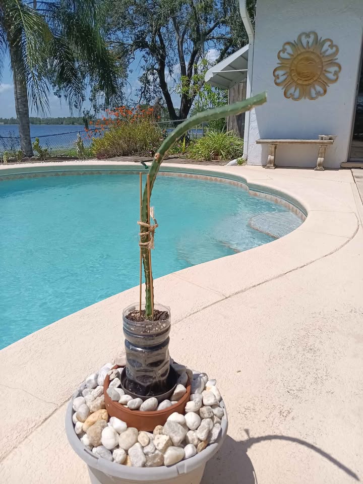 Flowering Climbing Cactus