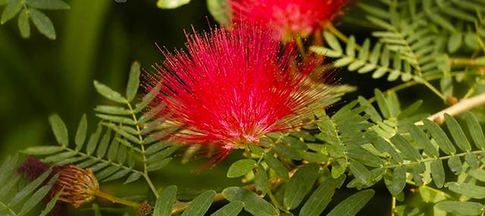 Red Mimosa Seeds