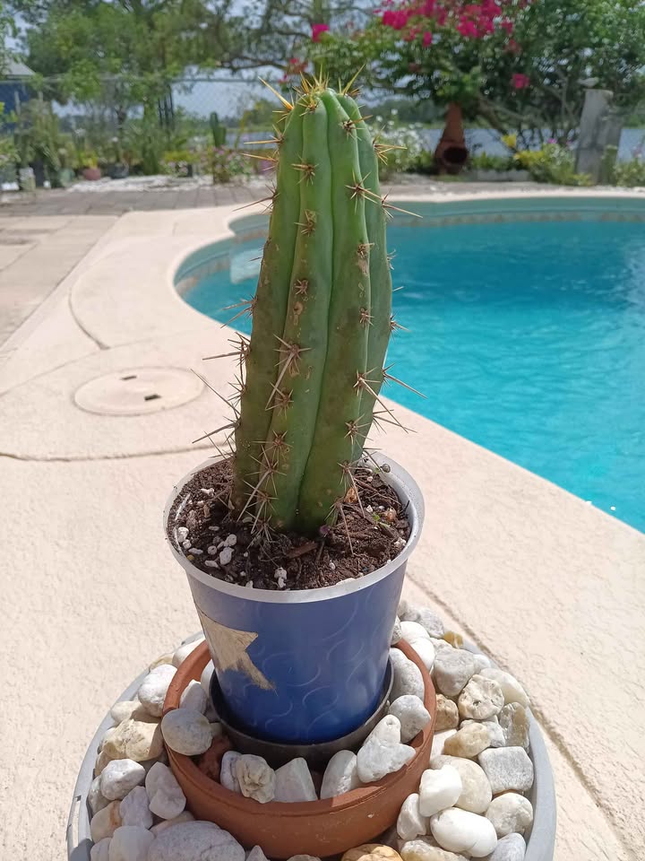 Bolivian Torch