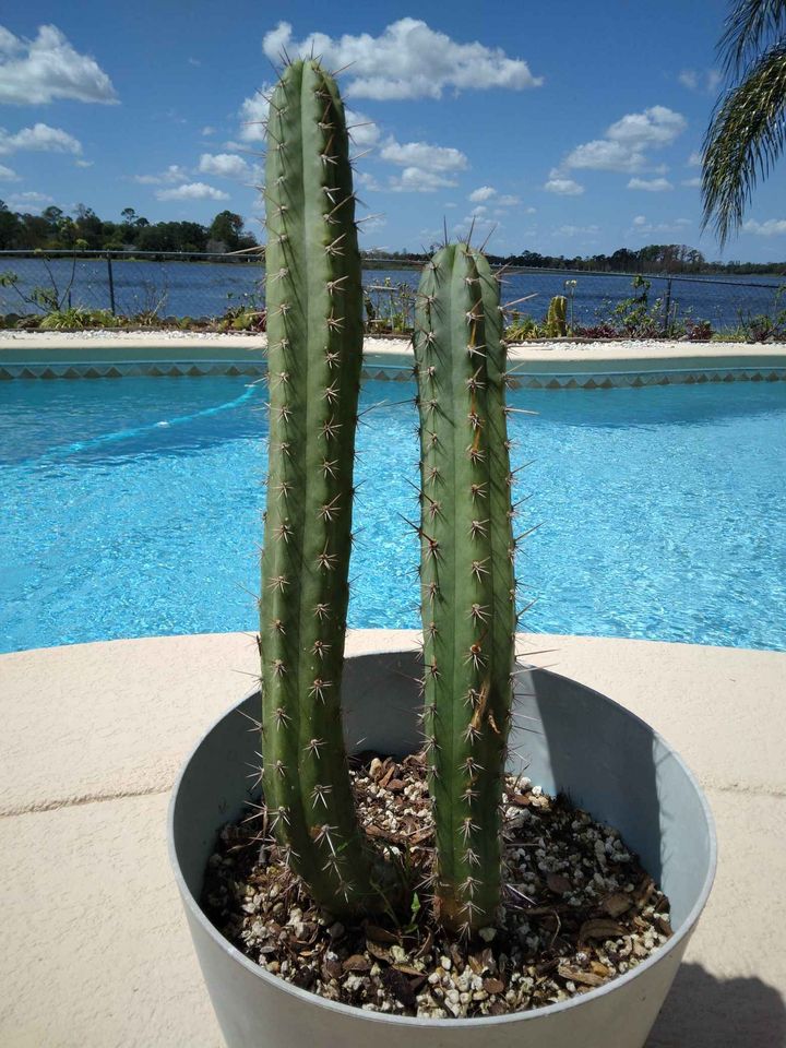 San Pedro Bolivian Torch Cactus