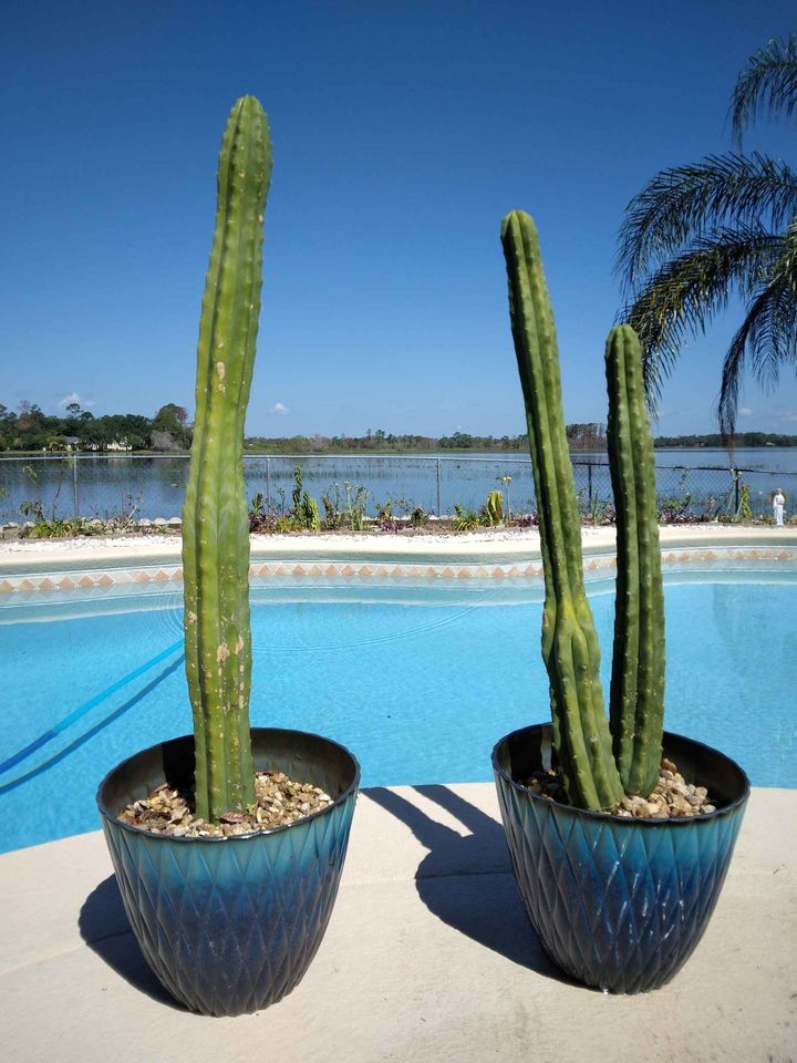 San Pedro Cactus