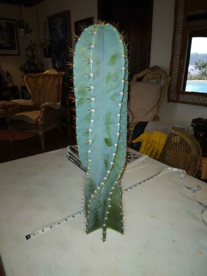 Twisty Spiral Peruvian Cactus