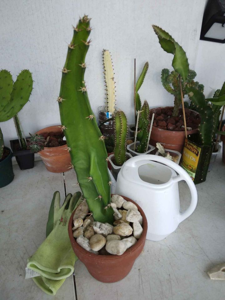 Sword Pear Cactus