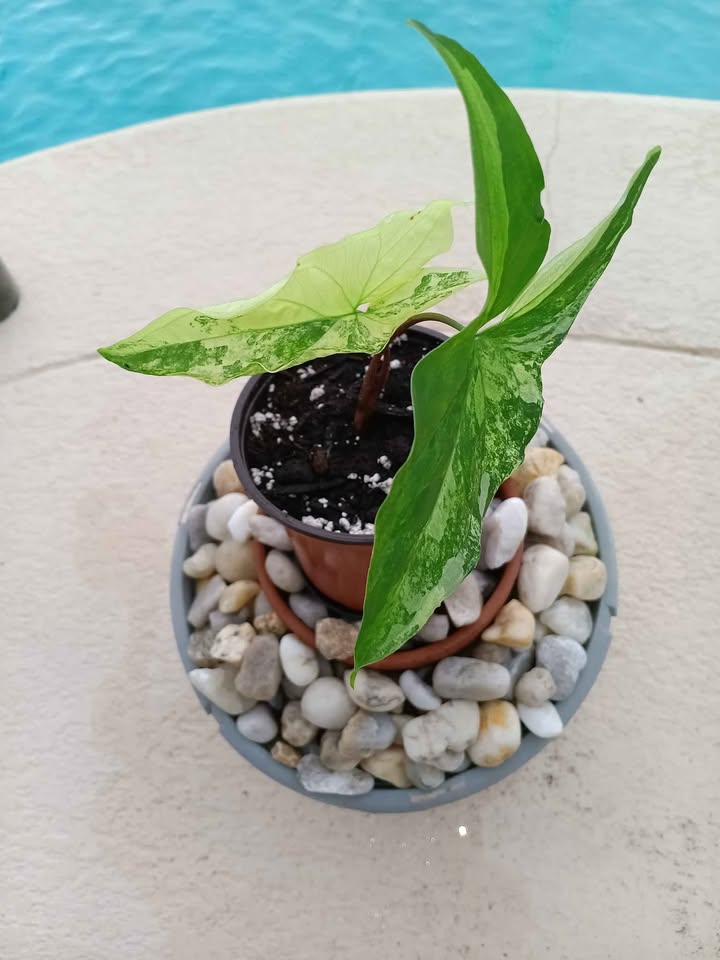 Syngonium Albo Rooted