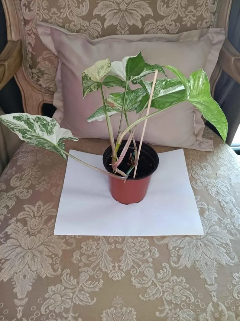 Syngonium Albo Rooted